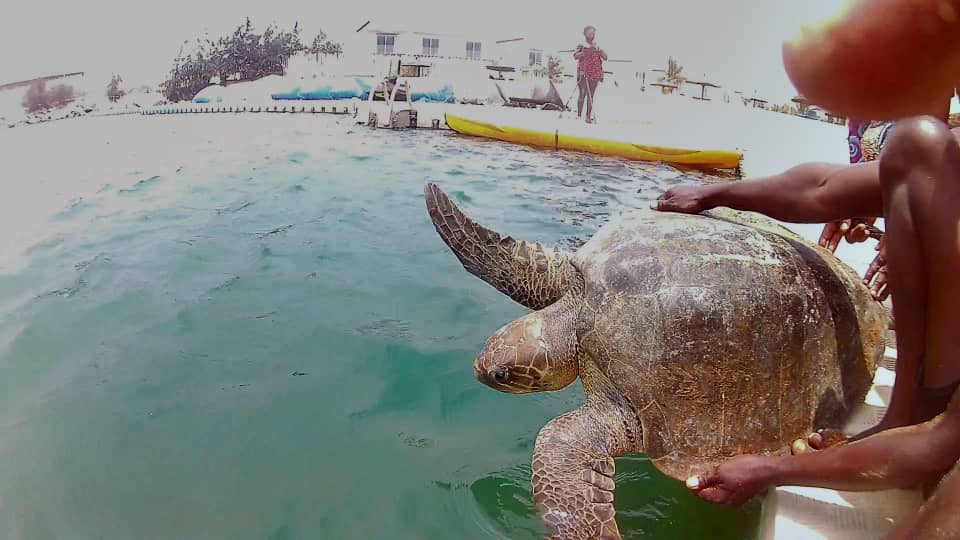 Une tortue olivâtre en difficulté secourue  sur la plage de Lomé dans la nuit du 27 au 28 février dernier a été remise dans son milieu naturel