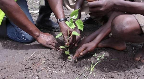 L’ONG Comité d’action pour la recherche et le développement (CARD) en collaboration avec la société AMEA Togo Solar, a lancé un reboisement compensatoire, vendredi 16 juin dans le canton de Yégué, (commune de Blitta 3).