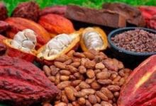 La campagne café-cacao démarre le 1er octobre au Togo, avec des efforts pour améliorer les revenus des producteurs.