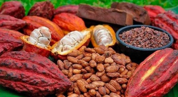La campagne café-cacao démarre le 1er octobre au Togo, avec des efforts pour améliorer les revenus des producteurs.