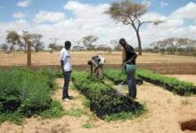 Togo : lancement d’un hackathon sur l’innovation numérique au service de l’agriculture durable à Mô