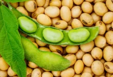 Le prix du kilogramme de la graine de soja est fixé à 220 F CFA. Découvrez les détails de cette annonce cruciale pour 2025-2026.