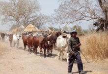 La sensibilisation des éleveurs et agriculteurs de Blitta à la cohabitation pacifique a pour objectif de préserver la paix locale.