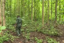 L'atelier du 18 novembre marque le lancement des travaux du plan d’aménagement de la forêt classée à Sokodé. Apprenez-en plus.