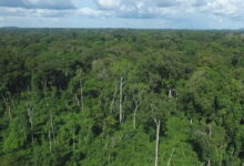 Le ministre de l’Environnement annonce les dates limites pour les feux précoces au Togo. Renseignez-vous pour agir en conformité.