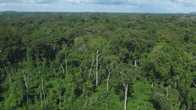 Le ministre de l’Environnement annonce les dates limites pour les feux précoces au Togo. Renseignez-vous pour agir en conformité.