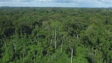 Le ministre de l’Environnement annonce les dates limites pour les feux précoces au Togo. Renseignez-vous pour agir en conformité.