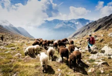 La sensibilisation à une transhumance apaisée est essentielle pour la coexistence pacifique des agriculteurs et éleveurs de Bas-Mono.