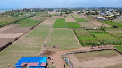 La réhabilitation de la route Lomé–Aného offre une libération pour les maraîchères. Moins de temps de trajet, plus de ventes.