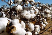 La NSCT annonce un rendement exceptionnel de 995 kg/ha pour la campagne cotonnière 2025-2026, une performance inédite au Togo.