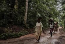 La réserve forestière de Yangambi illustre les efforts de l’UNESCO pour la préservation de la biodiversité et le développement durable.