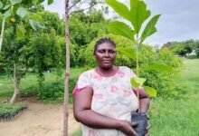 Découvrez les efforts de reboisement 2026 avec plus de 7 000 plants mis en terre dans les Plateaux pour lutter contre la déforestation.