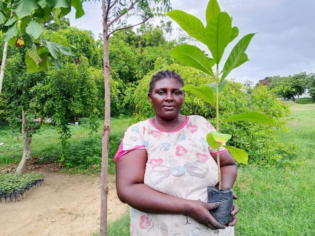 Découvrez les efforts de reboisement 2026 avec plus de 7 000 plants mis en terre dans les Plateaux pour lutter contre la déforestation.