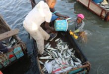 Découvrez la 8e réunion du COPACE à Lomé sur la pêche artisanale et la gestion durable des ressources halieutiques.
