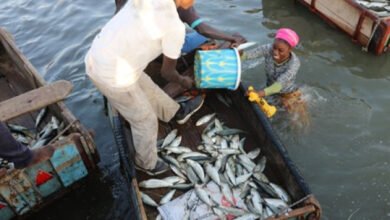 Découvrez la 8e réunion du COPACE à Lomé sur la pêche artisanale et la gestion durable des ressources halieutiques.
