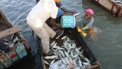 Découvrez la 8e réunion du COPACE à Lomé sur la pêche artisanale et la gestion durable des ressources halieutiques.