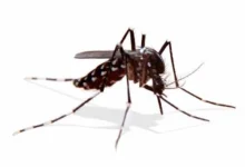 Togo-Alerte : la recrudescence des cas de Dengue dans le Grand-Lomé nécessite une mobilisation urgente des habitants.
