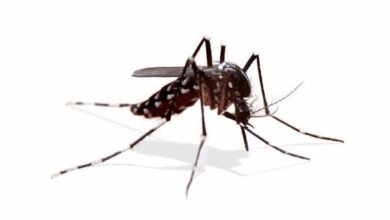 Togo-Alerte : la recrudescence des cas de Dengue dans le Grand-Lomé nécessite une mobilisation urgente des habitants.