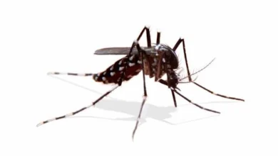 Togo-Alerte : la recrudescence des cas de Dengue dans le Grand-Lomé nécessite une mobilisation urgente des habitants.