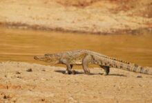 &Agrave; Ad&eacute;tikop&eacute;, un &eacute;tang interdit d'acc&egrave;s suite &agrave; la d&eacute;couverte d'un crocodile. Restez prudents et suivez les consignes de s&eacute;curit&eacute;.Travail - Libert&eacute; - Patrie AR OP Transparence - Equit&eacute; - D&eacute;veloppement AUTORITE DE REGULATION DE LA COMMANDE PUBLIQUE COMITE DE REGLEMENT DES DIFFERENDS DECISION N&deg; 050-2026/ARCOP/CRD DU 24 AO&Ucirc;T 2026 DU COMITE DE REGLEMENT DES DIFFERENDS STATUANT EN FORMATION LITIGES PRONON&Ccedil;ANT LA SUSPENSION DE L'APPEL D'OFFRES OUVERT AOO N&deg; 03/2026/MEN/CAB/SG/PRMP/DECC-ETFP DU 08 JUIN 2026 DU MINISTERE DE L'EDUCATION NATIONALE RELATIF A LA FOURNITURE DE MATERIELS ET MATIERES D'&OElig;UVRE POUR L'ORGANISATION DES EXAMENS DU BREVET DE TECHNICIEN (BT) ET DU CERTIFICAT DE FIN D'APPRENTISSAGE (CFA), SESSION DE 2026 (LOT N&deg; 1) LE COMITE DE REGLEMENT DES DIFFERENDS STATUANT EN FORMATION LITIGES, Vu la loi n&deg; 2021-033 du 31 d&eacute;cembre 2021 relative aux march&eacute;s publics ; Vu la loi n&deg; 2021-034 du 31 d&eacute;cembre 2021 relative aux contrats de partenariat public-priv&eacute;; Vu le d&eacute;cret n&deg; 2015-009/PR du 22 janvier 2015 portant nomination au Conseil de r&eacute;gulation de l'Autorit&eacute; de r&eacute;gulation des march&eacute;s publics; Vu le d&eacute;cret n&deg; 2022-063/PR du 11 mai 2022 portant attributions, organisation et fonctionnement de l'Autorit&eacute; de r&eacute;gulation de la commande publique; Vu le d&eacute;cret n&deg; 2022-065/PR du 11 mai 2022 portant modalit&eacute;s de mise en &oelig;uvre des proc&eacute;dures de passation et d'ex&eacute;cution des contrats de partenariat public-priv&eacute;; Vu le d&eacute;cret n&deg; 2022-080/PR du 06 juillet 2022 portant code des march&eacute;s publics; Vu le d&eacute;cret n&deg; 2023-054/PR du 28 juillet 2023 portant nomination d'un magistrat au Conseil de r&eacute;gulation de la commande publique de l'Autorit&eacute; de r&eacute;gulation de la commande publique (ARCOP) ; Vu l'arr&ecirc;t&eacute; n&deg; 013/MEF/CAB/SG du 13 f&eacute;vrier 2019 portant nomination d'un Directeur g&eacute;n&eacute;ral par int&eacute;rim de l'Autorit&eacute; de r&eacute;gulation des march&eacute;s publics (ARMP); x t Vu la d&eacute;cision n&deg; 002/2012/ARMP/CR du 03 janvier 2012 portant r&egrave;glement int&eacute;rieur du Conseil de r&eacute;gulation de l'Autorit&eacute; de r&eacute;gulation des march&eacute;s publics (ARMP);: Vu la d&eacute;cision n&deg; 001/2015/ARMP/CR du 10 f&eacute;vrier 2015 portant nomination des membres du Comit&eacute; de r&egrave;glement des diff&eacute;rends (CRD); Vu la d&eacute;cision n&deg; 001/2023/ARCOP/CR du 21 ao&ucirc;t 2023 modifiant la d&eacute;cision n&deg; 001/2015/ARMP/CR du 10 f&eacute;vrier 2015 portant nomination des membres du Comit&eacute; de r&egrave;glement des diff&eacute;rends (CRD); Vu la requ&ecirc;te n&deg; C25/GROUP IBM dat&eacute;e du 18 ao&ucirc;t 2026 introduite par la soci&eacute;t&eacute; GROUPE IBM Sarl U et enregistr&eacute;e le m&ecirc;me jour au secr&eacute;tariat du Comit&eacute; de r&egrave;glement des diff&eacute;rends (CRD) sous le num&eacute;ro 1598 ; Sur le rapport du Directeur g&eacute;n&eacute;ral par int&eacute;rim de l'Autorit&eacute; de r&eacute;gulation de commande publique; la En pr&eacute;sence de Madame Ay&eacute;l&eacute; DATTI, Pr&eacute;sident et de Messieurs Konat&eacute; APITA, Abeyeta DJENDA et Dindangue KOMINTE, membres dudit Comit&eacute;; Apr&egrave;s en avoir d&eacute;lib&eacute;r&eacute; conform&eacute;ment &agrave; la loi ; Adopte la pr&eacute;sente d&eacute;cision portant sur la recevabilit&eacute; du recours. Par requ&ecirc;te enregistr&eacute;e le 18 ao&ucirc;t 2026 au secr&eacute;tariat du Comit&eacute; de r&egrave;glement des diff&eacute;rends sous le num&eacute;ro 1598, monsieur SANWOGOU Mottal, g&eacute;rant de la soci&eacute;t&eacute; GROUPE IBM Sarl U ayant son si&egrave;ge social &agrave; Lom&eacute;, 05 BP 594, Tel : 91 21 15 57 / 97 39 65 51, Email: groupeibmtogo@gmail.com, a saisi le Comit&eacute; de r&egrave;glement des diff&eacute;rends d'un recours en contestation des r&eacute;sultats provisoires de l'appel d'offres ouvert AOO n&deg; 03/2026/MEN/CAB/SG/PRMP/DECC-ETFP du 08 juin 2026 du minist&egrave;re de l'&eacute;ducation nationale relatif &agrave; la fourniture de mat&eacute;riels et mati&egrave;res d'&oelig;uvre pour l'organisation des examens du BT et du CFA, session de 2026 (lot n&deg; 1). SUR LA RECEVABILITE DU RECOURS Consid&eacute;rant qu'aux termes des dispositions de l'alin&eacute;a 1er de l'article 35 de la loi n&deg; 2021-033 du 31 d&eacute;cembre 2021 relative aux march&eacute;s publics, &laquo; Tout candidat ou soumissionnaire qui s'estime &ecirc;tre injustement &eacute;cart&eacute; des proc&eacute;dures de passation des march&eacute;s publics introduit un recours &agrave; l'encontre des proc&eacute;dures et d&eacute;cisions rendues &agrave; l'occasion de la proc&eacute;dure de passation qui lui causent pr&eacute;judice ou lui font grief, devant la personne responsable des march&eacute;s publics. > ; Que l'alin&eacute;a 1er de l'article 38 de la loi pr&eacute;cit&eacute;e ajoute que &laquo; La d&eacute;cision rendue au titre de l'article 37 de la pr&eacute;sente loi peut faire l'objet d'un recours devant l'autorit&eacute; de r&eacute;gulation de la commande publique dans un d&eacute;lai de trois (3) jours ouvrables &agrave; compter de la date de sa notification au requ&eacute;rant. En l'absence de d&eacute;cision rendue par l'autorit&eacute; contractante dans le d&eacute;lai sp&eacute;cifi&eacute; au dernier alin&eacute;a de l'article 37 de la pr&eacute;sente loi, le requ&eacute;rant peut &eacute;galement saisir l'autorit&eacute; de r&eacute;gulation de la commande publique. &raquo;; 2 Consid&eacute;rant qu'il r&eacute;sulte des faits que, par lettre r&eacute;f&eacute;renc&eacute;e n&deg; 1474/MEN/CAB/SG/PRMP/CGMP/DECC en date du 04 ao&ucirc;t 2026 et notifi&eacute;e le m&ecirc;me jour, la Personne responsable des march&eacute;s publics du minist&egrave;re de l'&eacute;ducation nationale a inform&eacute; la soci&eacute;t&eacute; GROUPE IBM Sarl U des r&eacute;sultats provisoires de l'appel d'offres susmentionn&eacute; et corr&eacute;lativement du rejet de son offre; que lesdits r&eacute;sultats ont, par la suite, fait l'objet d'une modification, donnant lieu &agrave; de nouveaux r&eacute;sultats, lesquels ont &eacute;t&eacute; notifi&eacute;s &agrave; ladite soci&eacute;t&eacute; le 07 ao&ucirc;t 2026 par messagerie WhatsApp; Consid&eacute;rant que par lettre r&eacute;f&eacute;renc&eacute;e n&deg; C24/GROUP IBM dat&eacute;e du 12 ao&ucirc;t 2026 et re&ccedil;ue le m&ecirc;me jour par la Personne responsable des march&eacute;s publics de l'autorit&eacute; contractante, la soci&eacute;t&eacute; GROUPE IBM Sarl U a contest&eacute; le rejet de son offre par un recours gracieux; Consid&eacute;rant que par lettre n&deg; 1560/MEN/CAB/SG/PRMP/CGMP dat&eacute;e du 14 ao&ucirc;t 2026 et transmise le m&ecirc;me jour &agrave; ladite soci&eacute;t&eacute;, l'autorit&eacute; contractante a rejet&eacute; le recours gracieux introduit comme non fond&eacute;; Que non satisfaite, la soci&eacute;t&eacute; GROUPE IBM Sarl U a, par lettre dat&eacute;e du 18 ao&ucirc;t 2026 et enregistr&eacute;e le m&ecirc;me jour, saisi le Comit&eacute; de r&egrave;glement des diff&eacute;rends d'un recours en contestation des r&eacute;sultats provisoires de l'appel d'offres sus-indiqu&eacute;; Consid&eacute;rant que pour saisir le Comit&eacute; de r&egrave;glement des diff&eacute;rends, la requ&eacute;rante dispose d'un d&eacute;lai de trois (3) jours ouvrables &agrave; compter du lendemain de la date de notification de la d&eacute;cision lui faisant grief; que ce d&eacute;lai commence &agrave; courir &agrave; compter du 17 ao&ucirc;t 2026 &agrave; 00 heure pour expirer le 19 ao&ucirc;t 2026 &agrave; 23 heures 59 minutes; Consid&eacute;rant que le recours de la soci&eacute;t&eacute; GROUPE IBM Sarl U, dat&eacute; du 18 ao&ucirc;t 2026, est enregistr&eacute; le m&ecirc;me jour au secr&eacute;tariat du Comit&eacute; de r&egrave;glement des diff&eacute;rends; qu'en ayant ainsi introduit son recours avant l'expiration du d&eacute;lai pr&eacute;vu &agrave; l'article 38 de la loi susvis&eacute;e, la requ&eacute;rante a agi dans le d&eacute;lai prescrit; Qu'en cons&eacute;quence, il y a lieu de d&eacute;clarer recevable le recours de la soci&eacute;t&eacute; GROUPE IBM Sarl U et d'ordonner la suspension de la proc&eacute;dure d'appel d'offres susmentionn&eacute;e jusqu'au prononc&eacute; de la d&eacute;cision au fond. DECIDE: 1) D&eacute;clare recevable le recours de la soci&eacute;t&eacute; GROUPE IBM Sarl U; 2) Ordonne, en cons&eacute;quence, la suspension de la proc&eacute;dure d'appel d'offres ouvert AOO n&deg; 03/2026/MEN/CAB/SG/PRMP/DECC-ETFP du 08 juin 2026 ; 3) Dit que la pr&eacute;sente d&eacute;cision est imm&eacute;diatement ex&eacute;cutoire nonobstant toutes voies de recours; 3 4) Dit que le Directeur g&eacute;n&eacute;ral par int&eacute;rim de l'Autorit&eacute; de r&eacute;gulation de la commande publique (ARCOP) est charg&eacute; de notifier &agrave; la soci&eacute;t&eacute; GROUPE IBM Sarl U, au minist&egrave;re de l'&eacute;ducation nationale, ainsi qu'&agrave; la Direction nationale du contr&ocirc;le de la commande publique (DNCCP), la pr&eacute;sente d&eacute;cision qui sera publi&eacute;e. LE COMITE DE REGLEMENT DES DIFFERENDS (CRD) LE PRESIDENT Konat&eacute; APITA Dindangue KOMINTE Madame Ay&eacute;l&eacute; DATTI LES MEMBRES Abeyeta DJENDA 4