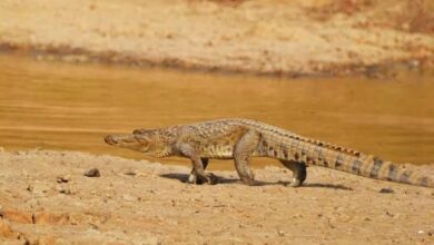 À Adétikopé, un étang interdit d'accès suite à la découverte d'un crocodile. Restez prudents et suivez les consignes de sécurité.Travail - Liberté - Patrie AR OP Transparence - Equité - Développement AUTORITE DE REGULATION DE LA COMMANDE PUBLIQUE COMITE DE REGLEMENT DES DIFFERENDS DECISION N° 050-2026/ARCOP/CRD DU 24 AOÛT 2026 DU COMITE DE REGLEMENT DES DIFFERENDS STATUANT EN FORMATION LITIGES PRONONÇANT LA SUSPENSION DE L'APPEL D'OFFRES OUVERT AOO N° 03/2026/MEN/CAB/SG/PRMP/DECC-ETFP DU 08 JUIN 2026 DU MINISTERE DE L'EDUCATION NATIONALE RELATIF A LA FOURNITURE DE MATERIELS ET MATIERES D'ŒUVRE POUR L'ORGANISATION DES EXAMENS DU BREVET DE TECHNICIEN (BT) ET DU CERTIFICAT DE FIN D'APPRENTISSAGE (CFA), SESSION DE 2026 (LOT N° 1) LE COMITE DE REGLEMENT DES DIFFERENDS STATUANT EN FORMATION LITIGES, Vu la loi n° 2021-033 du 31 décembre 2021 relative aux marchés publics ; Vu la loi n° 2021-034 du 31 décembre 2021 relative aux contrats de partenariat public-privé; Vu le décret n° 2015-009/PR du 22 janvier 2015 portant nomination au Conseil de régulation de l'Autorité de régulation des marchés publics; Vu le décret n° 2022-063/PR du 11 mai 2022 portant attributions, organisation et fonctionnement de l'Autorité de régulation de la commande publique; Vu le décret n° 2022-065/PR du 11 mai 2022 portant modalités de mise en œuvre des procédures de passation et d'exécution des contrats de partenariat public-privé; Vu le décret n° 2022-080/PR du 06 juillet 2022 portant code des marchés publics; Vu le décret n° 2023-054/PR du 28 juillet 2023 portant nomination d'un magistrat au Conseil de régulation de la commande publique de l'Autorité de régulation de la commande publique (ARCOP) ; Vu l'arrêté n° 013/MEF/CAB/SG du 13 février 2019 portant nomination d'un Directeur général par intérim de l'Autorité de régulation des marchés publics (ARMP); x t Vu la décision n° 002/2012/ARMP/CR du 03 janvier 2012 portant règlement intérieur du Conseil de régulation de l'Autorité de régulation des marchés publics (ARMP);: Vu la décision n° 001/2015/ARMP/CR du 10 février 2015 portant nomination des membres du Comité de règlement des différends (CRD); Vu la décision n° 001/2023/ARCOP/CR du 21 août 2023 modifiant la décision n° 001/2015/ARMP/CR du 10 février 2015 portant nomination des membres du Comité de règlement des différends (CRD); Vu la requête n° C25/GROUP IBM datée du 18 août 2026 introduite par la société GROUPE IBM Sarl U et enregistrée le même jour au secrétariat du Comité de règlement des différends (CRD) sous le numéro 1598 ; Sur le rapport du Directeur général par intérim de l'Autorité de régulation de commande publique; la En présence de Madame Ayélé DATTI, Président et de Messieurs Konaté APITA, Abeyeta DJENDA et Dindangue KOMINTE, membres dudit Comité; Après en avoir délibéré conformément à la loi ; Adopte la présente décision portant sur la recevabilité du recours. Par requête enregistrée le 18 août 2026 au secrétariat du Comité de règlement des différends sous le numéro 1598, monsieur SANWOGOU Mottal, gérant de la société GROUPE IBM Sarl U ayant son siège social à Lomé, 05 BP 594, Tel : 91 21 15 57 / 97 39 65 51, Email: groupeibmtogo@gmail.com, a saisi le Comité de règlement des différends d'un recours en contestation des résultats provisoires de l'appel d'offres ouvert AOO n° 03/2026/MEN/CAB/SG/PRMP/DECC-ETFP du 08 juin 2026 du ministère de l'éducation nationale relatif à la fourniture de matériels et matières d'œuvre pour l'organisation des examens du BT et du CFA, session de 2026 (lot n° 1). SUR LA RECEVABILITE DU RECOURS Considérant qu'aux termes des dispositions de l'alinéa 1er de l'article 35 de la loi n° 2021-033 du 31 décembre 2021 relative aux marchés publics, « Tout candidat ou soumissionnaire qui s'estime être injustement écarté des procédures de passation des marchés publics introduit un recours à l'encontre des procédures et décisions rendues à l'occasion de la procédure de passation qui lui causent préjudice ou lui font grief, devant la personne responsable des marchés publics. > ; Que l'alinéa 1er de l'article 38 de la loi précitée ajoute que « La décision rendue au titre de l'article 37 de la présente loi peut faire l'objet d'un recours devant l'autorité de régulation de la commande publique dans un délai de trois (3) jours ouvrables à compter de la date de sa notification au requérant. En l'absence de décision rendue par l'autorité contractante dans le délai spécifié au dernier alinéa de l'article 37 de la présente loi, le requérant peut également saisir l'autorité de régulation de la commande publique. »; 2 Considérant qu'il résulte des faits que, par lettre référencée n° 1474/MEN/CAB/SG/PRMP/CGMP/DECC en date du 04 août 2026 et notifiée le même jour, la Personne responsable des marchés publics du ministère de l'éducation nationale a informé la société GROUPE IBM Sarl U des résultats provisoires de l'appel d'offres susmentionné et corrélativement du rejet de son offre; que lesdits résultats ont, par la suite, fait l'objet d'une modification, donnant lieu à de nouveaux résultats, lesquels ont été notifiés à ladite société le 07 août 2026 par messagerie WhatsApp; Considérant que par lettre référencée n° C24/GROUP IBM datée du 12 août 2026 et reçue le même jour par la Personne responsable des marchés publics de l'autorité contractante, la société GROUPE IBM Sarl U a contesté le rejet de son offre par un recours gracieux; Considérant que par lettre n° 1560/MEN/CAB/SG/PRMP/CGMP datée du 14 août 2026 et transmise le même jour à ladite société, l'autorité contractante a rejeté le recours gracieux introduit comme non fondé; Que non satisfaite, la société GROUPE IBM Sarl U a, par lettre datée du 18 août 2026 et enregistrée le même jour, saisi le Comité de règlement des différends d'un recours en contestation des résultats provisoires de l'appel d'offres sus-indiqué; Considérant que pour saisir le Comité de règlement des différends, la requérante dispose d'un délai de trois (3) jours ouvrables à compter du lendemain de la date de notification de la décision lui faisant grief; que ce délai commence à courir à compter du 17 août 2026 à 00 heure pour expirer le 19 août 2026 à 23 heures 59 minutes; Considérant que le recours de la société GROUPE IBM Sarl U, daté du 18 août 2026, est enregistré le même jour au secrétariat du Comité de règlement des différends; qu'en ayant ainsi introduit son recours avant l'expiration du délai prévu à l'article 38 de la loi susvisée, la requérante a agi dans le délai prescrit; Qu'en conséquence, il y a lieu de déclarer recevable le recours de la société GROUPE IBM Sarl U et d'ordonner la suspension de la procédure d'appel d'offres susmentionnée jusqu'au prononcé de la décision au fond. DECIDE: 1) Déclare recevable le recours de la société GROUPE IBM Sarl U; 2) Ordonne, en conséquence, la suspension de la procédure d'appel d'offres ouvert AOO n° 03/2026/MEN/CAB/SG/PRMP/DECC-ETFP du 08 juin 2026 ; 3) Dit que la présente décision est immédiatement exécutoire nonobstant toutes voies de recours; 3 4) Dit que le Directeur général par intérim de l'Autorité de régulation de la commande publique (ARCOP) est chargé de notifier à la société GROUPE IBM Sarl U, au ministère de l'éducation nationale, ainsi qu'à la Direction nationale du contrôle de la commande publique (DNCCP), la présente décision qui sera publiée. LE COMITE DE REGLEMENT DES DIFFERENDS (CRD) LE PRESIDENT Konaté APITA Dindangue KOMINTE Madame Ayélé DATTI LES MEMBRES Abeyeta DJENDA 4