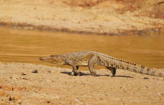 À Adétikopé, un étang interdit d'accès suite à la découverte d'un crocodile. Restez prudents et suivez les consignes de sécurité.Travail - Liberté - Patrie AR OP Transparence - Equité - Développement AUTORITE DE REGULATION DE LA COMMANDE PUBLIQUE COMITE DE REGLEMENT DES DIFFERENDS DECISION N° 050-2026/ARCOP/CRD DU 24 AOÛT 2026 DU COMITE DE REGLEMENT DES DIFFERENDS STATUANT EN FORMATION LITIGES PRONONÇANT LA SUSPENSION DE L'APPEL D'OFFRES OUVERT AOO N° 03/2026/MEN/CAB/SG/PRMP/DECC-ETFP DU 08 JUIN 2026 DU MINISTERE DE L'EDUCATION NATIONALE RELATIF A LA FOURNITURE DE MATERIELS ET MATIERES D'ŒUVRE POUR L'ORGANISATION DES EXAMENS DU BREVET DE TECHNICIEN (BT) ET DU CERTIFICAT DE FIN D'APPRENTISSAGE (CFA), SESSION DE 2026 (LOT N° 1) LE COMITE DE REGLEMENT DES DIFFERENDS STATUANT EN FORMATION LITIGES, Vu la loi n° 2021-033 du 31 décembre 2021 relative aux marchés publics ; Vu la loi n° 2021-034 du 31 décembre 2021 relative aux contrats de partenariat public-privé; Vu le décret n° 2015-009/PR du 22 janvier 2015 portant nomination au Conseil de régulation de l'Autorité de régulation des marchés publics; Vu le décret n° 2022-063/PR du 11 mai 2022 portant attributions, organisation et fonctionnement de l'Autorité de régulation de la commande publique; Vu le décret n° 2022-065/PR du 11 mai 2022 portant modalités de mise en œuvre des procédures de passation et d'exécution des contrats de partenariat public-privé; Vu le décret n° 2022-080/PR du 06 juillet 2022 portant code des marchés publics; Vu le décret n° 2023-054/PR du 28 juillet 2023 portant nomination d'un magistrat au Conseil de régulation de la commande publique de l'Autorité de régulation de la commande publique (ARCOP) ; Vu l'arrêté n° 013/MEF/CAB/SG du 13 février 2019 portant nomination d'un Directeur général par intérim de l'Autorité de régulation des marchés publics (ARMP); x t Vu la décision n° 002/2012/ARMP/CR du 03 janvier 2012 portant règlement intérieur du Conseil de régulation de l'Autorité de régulation des marchés publics (ARMP);: Vu la décision n° 001/2015/ARMP/CR du 10 février 2015 portant nomination des membres du Comité de règlement des différends (CRD); Vu la décision n° 001/2023/ARCOP/CR du 21 août 2023 modifiant la décision n° 001/2015/ARMP/CR du 10 février 2015 portant nomination des membres du Comité de règlement des différends (CRD); Vu la requête n° C25/GROUP IBM datée du 18 août 2026 introduite par la société GROUPE IBM Sarl U et enregistrée le même jour au secrétariat du Comité de règlement des différends (CRD) sous le numéro 1598 ; Sur le rapport du Directeur général par intérim de l'Autorité de régulation de commande publique; la En présence de Madame Ayélé DATTI, Président et de Messieurs Konaté APITA, Abeyeta DJENDA et Dindangue KOMINTE, membres dudit Comité; Après en avoir délibéré conformément à la loi ; Adopte la présente décision portant sur la recevabilité du recours. Par requête enregistrée le 18 août 2026 au secrétariat du Comité de règlement des différends sous le numéro 1598, monsieur SANWOGOU Mottal, gérant de la société GROUPE IBM Sarl U ayant son siège social à Lomé, 05 BP 594, Tel : 91 21 15 57 / 97 39 65 51, Email: groupeibmtogo@gmail.com, a saisi le Comité de règlement des différends d'un recours en contestation des résultats provisoires de l'appel d'offres ouvert AOO n° 03/2026/MEN/CAB/SG/PRMP/DECC-ETFP du 08 juin 2026 du ministère de l'éducation nationale relatif à la fourniture de matériels et matières d'œuvre pour l'organisation des examens du BT et du CFA, session de 2026 (lot n° 1). SUR LA RECEVABILITE DU RECOURS Considérant qu'aux termes des dispositions de l'alinéa 1er de l'article 35 de la loi n° 2021-033 du 31 décembre 2021 relative aux marchés publics, « Tout candidat ou soumissionnaire qui s'estime être injustement écarté des procédures de passation des marchés publics introduit un recours à l'encontre des procédures et décisions rendues à l'occasion de la procédure de passation qui lui causent préjudice ou lui font grief, devant la personne responsable des marchés publics. > ; Que l'alinéa 1er de l'article 38 de la loi précitée ajoute que « La décision rendue au titre de l'article 37 de la présente loi peut faire l'objet d'un recours devant l'autorité de régulation de la commande publique dans un délai de trois (3) jours ouvrables à compter de la date de sa notification au requérant. En l'absence de décision rendue par l'autorité contractante dans le délai spécifié au dernier alinéa de l'article 37 de la présente loi, le requérant peut également saisir l'autorité de régulation de la commande publique. »; 2 Considérant qu'il résulte des faits que, par lettre référencée n° 1474/MEN/CAB/SG/PRMP/CGMP/DECC en date du 04 août 2026 et notifiée le même jour, la Personne responsable des marchés publics du ministère de l'éducation nationale a informé la société GROUPE IBM Sarl U des résultats provisoires de l'appel d'offres susmentionné et corrélativement du rejet de son offre; que lesdits résultats ont, par la suite, fait l'objet d'une modification, donnant lieu à de nouveaux résultats, lesquels ont été notifiés à ladite société le 07 août 2026 par messagerie WhatsApp; Considérant que par lettre référencée n° C24/GROUP IBM datée du 12 août 2026 et reçue le même jour par la Personne responsable des marchés publics de l'autorité contractante, la société GROUPE IBM Sarl U a contesté le rejet de son offre par un recours gracieux; Considérant que par lettre n° 1560/MEN/CAB/SG/PRMP/CGMP datée du 14 août 2026 et transmise le même jour à ladite société, l'autorité contractante a rejeté le recours gracieux introduit comme non fondé; Que non satisfaite, la société GROUPE IBM Sarl U a, par lettre datée du 18 août 2026 et enregistrée le même jour, saisi le Comité de règlement des différends d'un recours en contestation des résultats provisoires de l'appel d'offres sus-indiqué; Considérant que pour saisir le Comité de règlement des différends, la requérante dispose d'un délai de trois (3) jours ouvrables à compter du lendemain de la date de notification de la décision lui faisant grief; que ce délai commence à courir à compter du 17 août 2026 à 00 heure pour expirer le 19 août 2026 à 23 heures 59 minutes; Considérant que le recours de la société GROUPE IBM Sarl U, daté du 18 août 2026, est enregistré le même jour au secrétariat du Comité de règlement des différends; qu'en ayant ainsi introduit son recours avant l'expiration du délai prévu à l'article 38 de la loi susvisée, la requérante a agi dans le délai prescrit; Qu'en conséquence, il y a lieu de déclarer recevable le recours de la société GROUPE IBM Sarl U et d'ordonner la suspension de la procédure d'appel d'offres susmentionnée jusqu'au prononcé de la décision au fond. DECIDE: 1) Déclare recevable le recours de la société GROUPE IBM Sarl U; 2) Ordonne, en conséquence, la suspension de la procédure d'appel d'offres ouvert AOO n° 03/2026/MEN/CAB/SG/PRMP/DECC-ETFP du 08 juin 2026 ; 3) Dit que la présente décision est immédiatement exécutoire nonobstant toutes voies de recours; 3 4) Dit que le Directeur général par intérim de l'Autorité de régulation de la commande publique (ARCOP) est chargé de notifier à la société GROUPE IBM Sarl U, au ministère de l'éducation nationale, ainsi qu'à la Direction nationale du contrôle de la commande publique (DNCCP), la présente décision qui sera publiée. LE COMITE DE REGLEMENT DES DIFFERENDS (CRD) LE PRESIDENT Konaté APITA Dindangue KOMINTE Madame Ayélé DATTI LES MEMBRES Abeyeta DJENDA 4