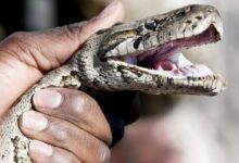 Apprenez les erreurs à éviter lors d'une morsure de serpent avec les conseils cruciaux du Dr Gnossike pour la sécurité.