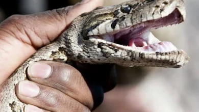 Apprenez les erreurs à éviter lors d'une morsure de serpent avec les conseils cruciaux du Dr Gnossike pour la sécurité.
