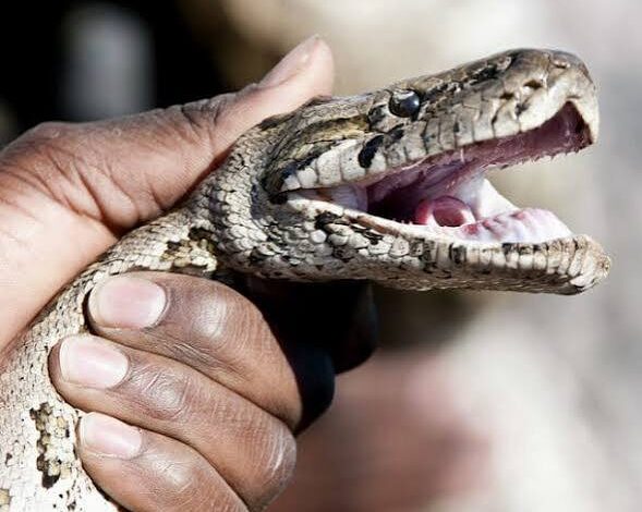 Apprenez les erreurs à éviter lors d'une morsure de serpent avec les conseils cruciaux du Dr Gnossike pour la sécurité.