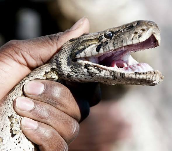 Apprenez les erreurs à éviter lors d'une morsure de serpent avec les conseils cruciaux du Dr Gnossike pour la sécurité.