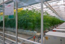 Faure Gnassingbé en Chine explore les bienfaits de l'agriculture intelligente et ce que le Togo peut apprendre du Shaanxi.