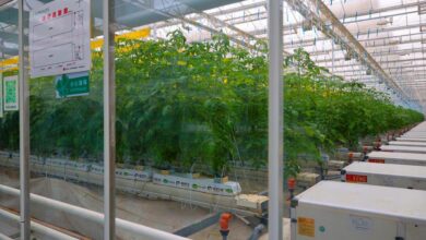 Faure Gnassingbé en Chine explore les bienfaits de l'agriculture intelligente et ce que le Togo peut apprendre du Shaanxi.